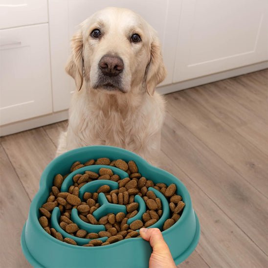 gamelle-anti-glouton-gourdbowl-chien-bleu