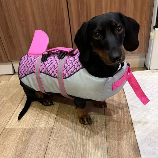 gilet-de-sauvetage-pour-chien-lifedog-chien-noir