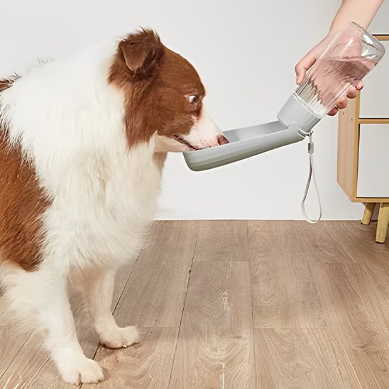 gourde-chien-dogwater-chien-gris