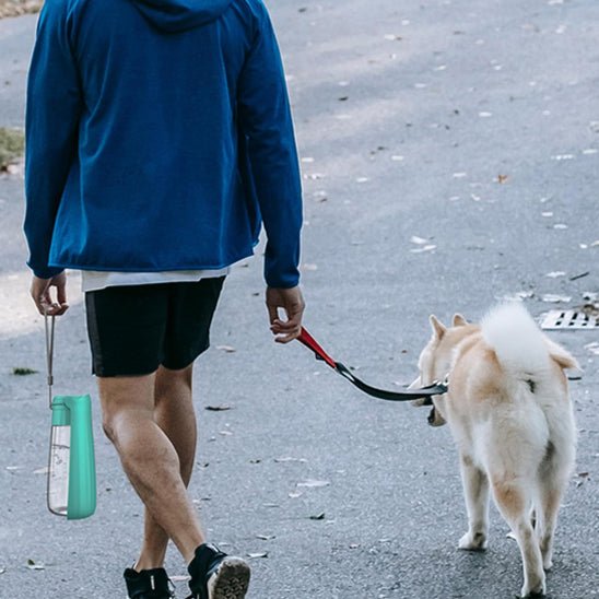 gourde-chien-dogwater-chien-vert
