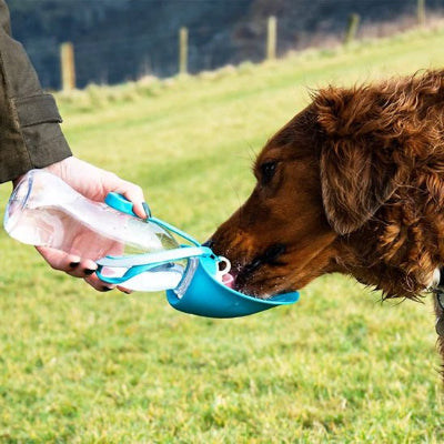 Gourde chien gourddog chien bleu boire