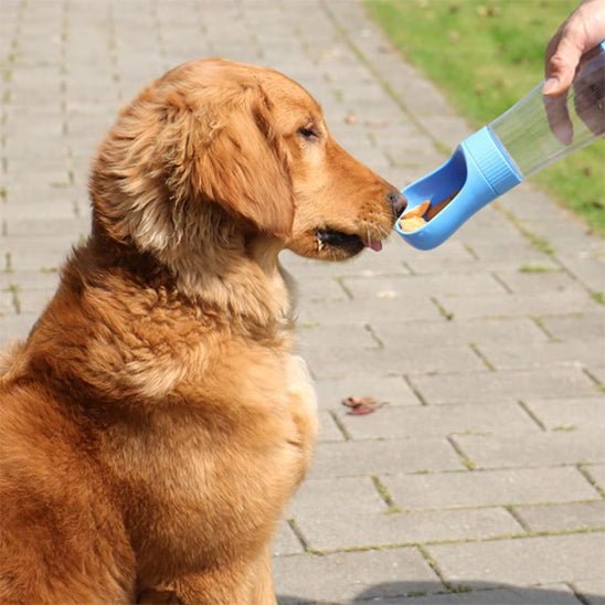 gourde-pour-chien-gourdfor-chien-brun-bleu