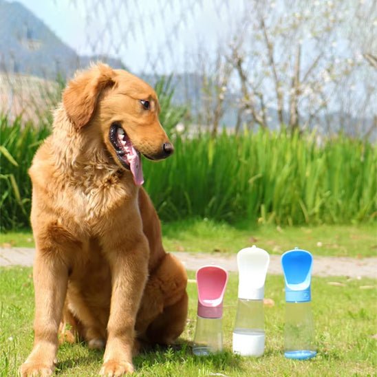 gourde-pour-chien-gourdfor-chien-brun