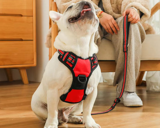 harnais-anti-traction-chien-antipull-chien-assis-harnais-rouge-chien