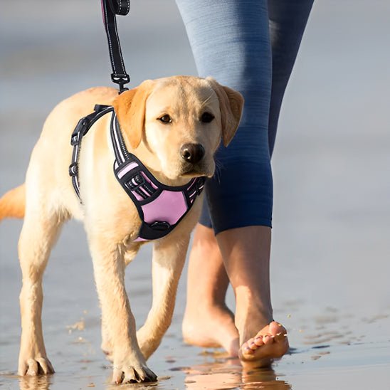 harnais-chien-anti-traction-antipull-rose-brun-chien