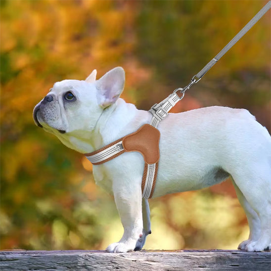 harnais-chien-dogcar-brun-debout-droit-chien