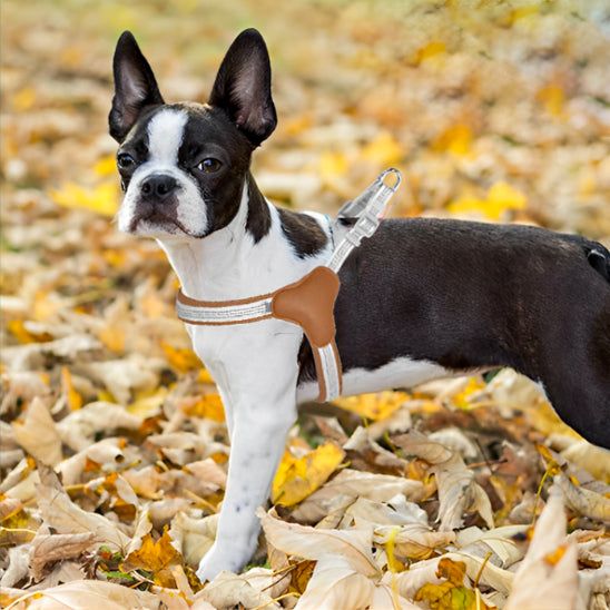 harnais-chien-dogcar-debout-brun-regarde-chien