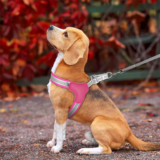 harnais-chien-dogcar-rose-assis-chien