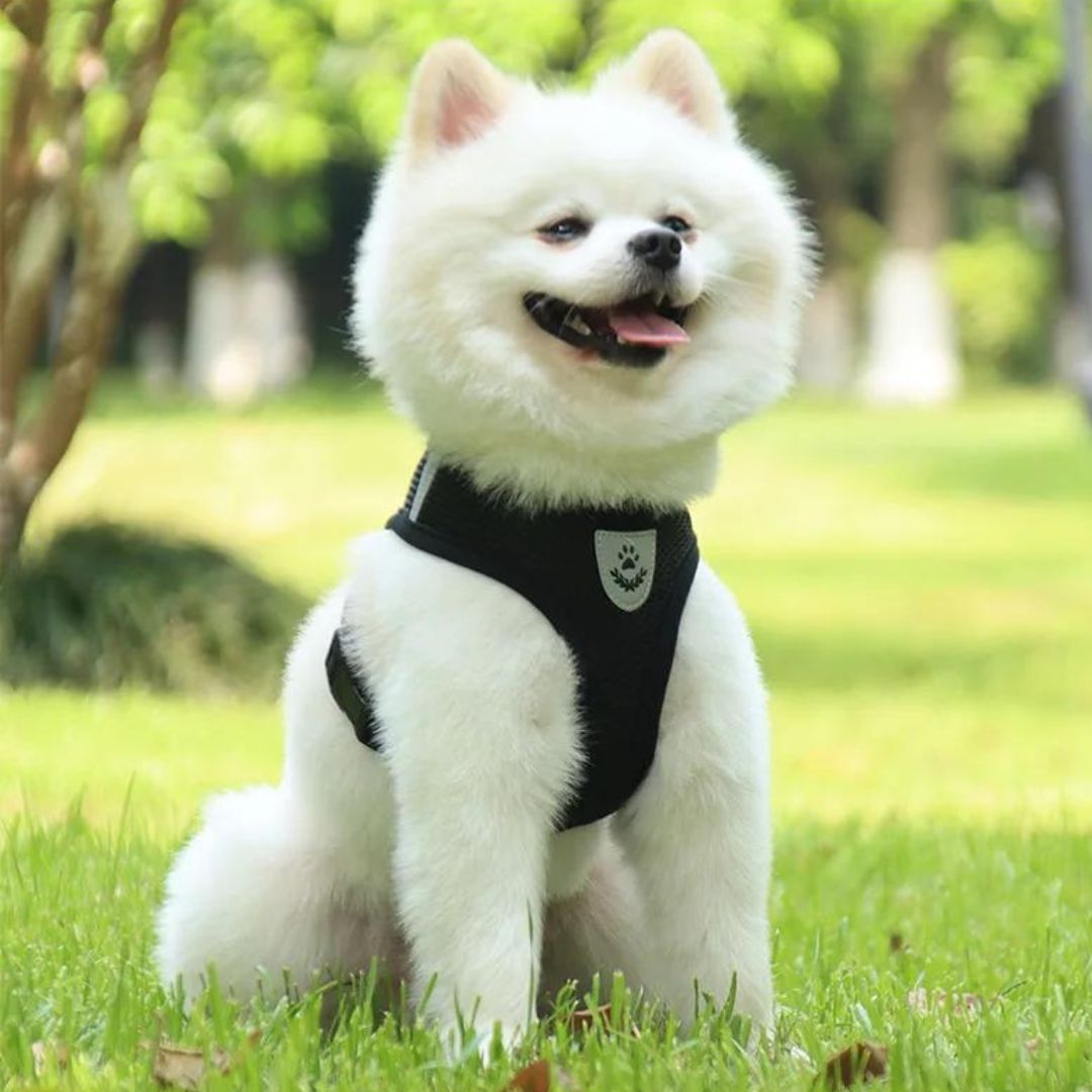 harnais-chien-harness-noir-blanc-chien