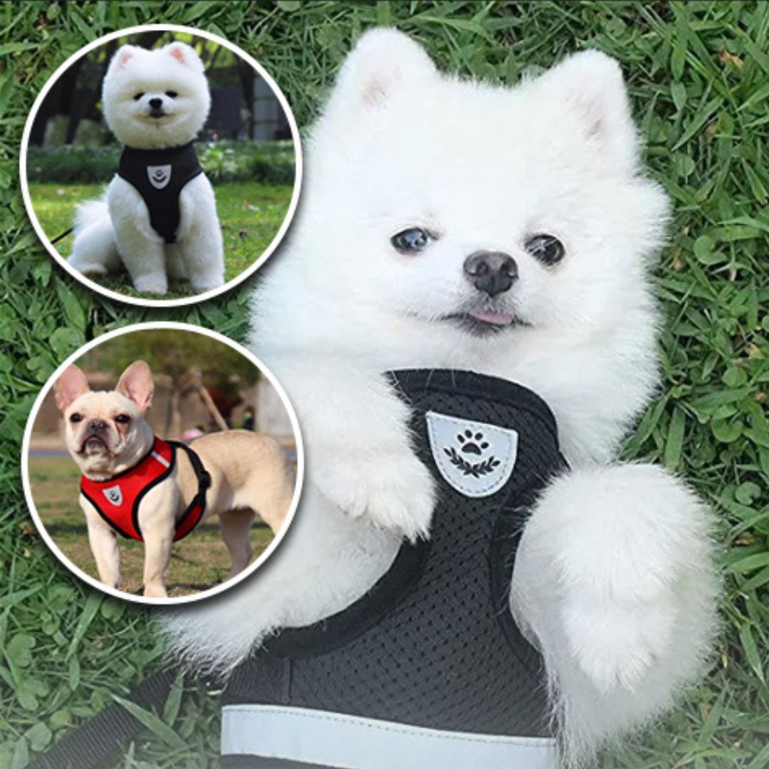 harnais-chien-harness-noir-rouge-chien