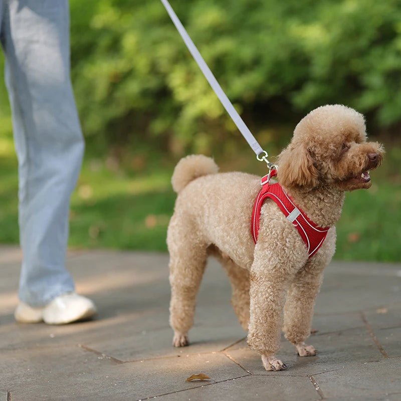 harnais-laisse-chien-dogharness-harnais-rouge-debout-chien