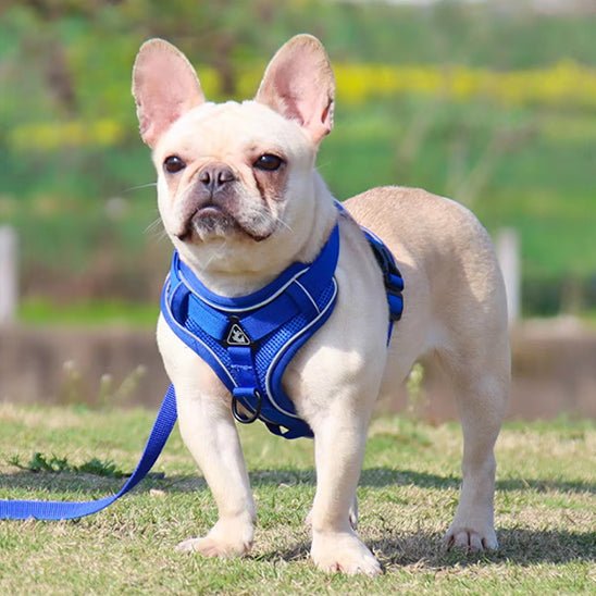 harnais-pour-chien-dog-bleu-blanc-chien
