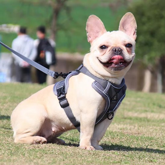harnais-pour-chien-dog-noir-blanc-chien