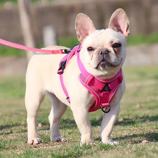 harnais-pour-chien-dog-rose-blanc-chien