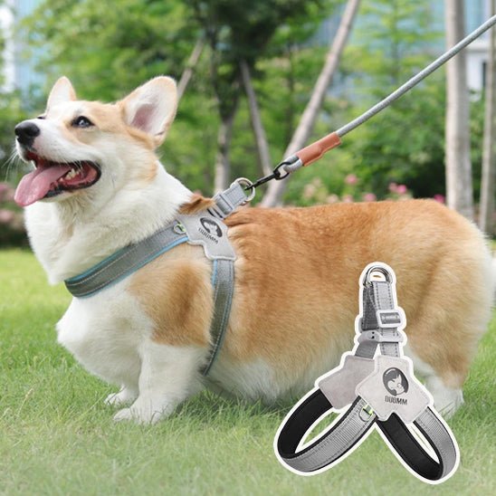 harnais-pour-chien-harnesses-bleu-chien-brun