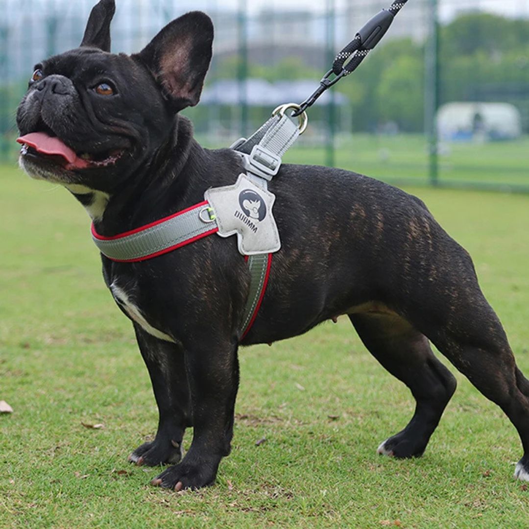harnais-pour-chien-harnesses-noir-rouge-chien