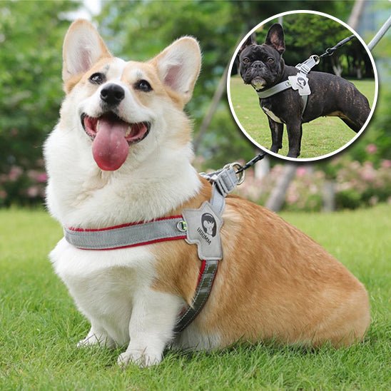 harnais-pour-chien-harnesses-rouge-gris-chien
