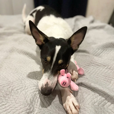 Jouet chien duraligent noir rose chien