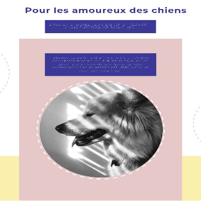 L'assiette idéale équilibre et réjouir l'alimentation de son chien