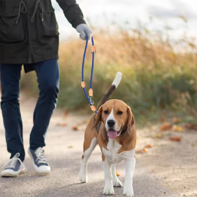 Laisse chien dogchai brun marche bleu chien
