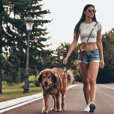 Laisse chien dogchai marche noir chien