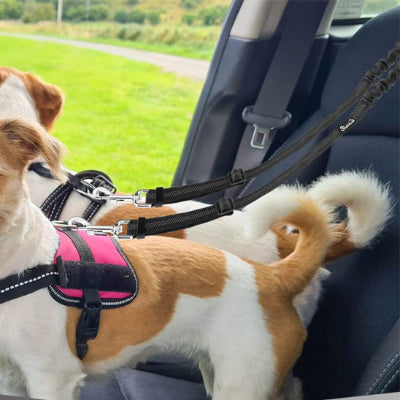 Laisse chien harnes debout deux auto chien