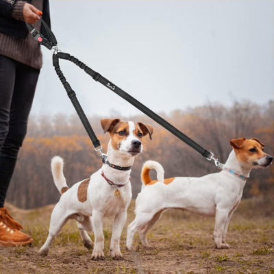 Laisse chien harnes debout deux blanc chien