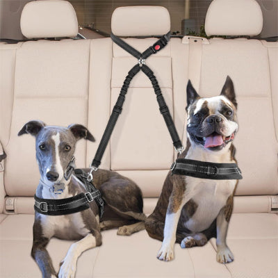 Laisse chien harnes deux assis chiens