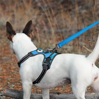 Laisse pour chien doglead blanc debout-bleu chien