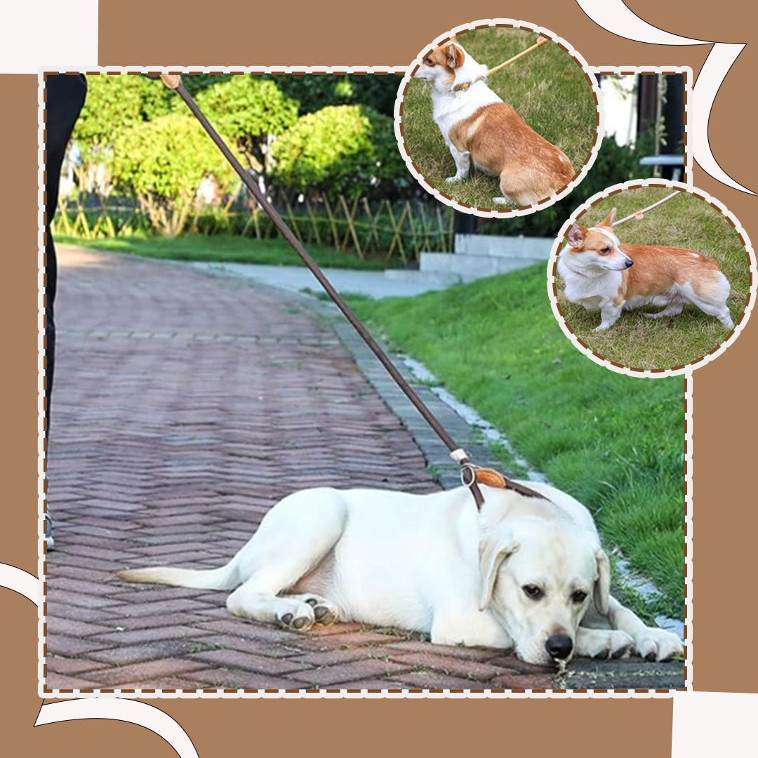 laisse-pour-chien-dogleash-gris-blanc-chien