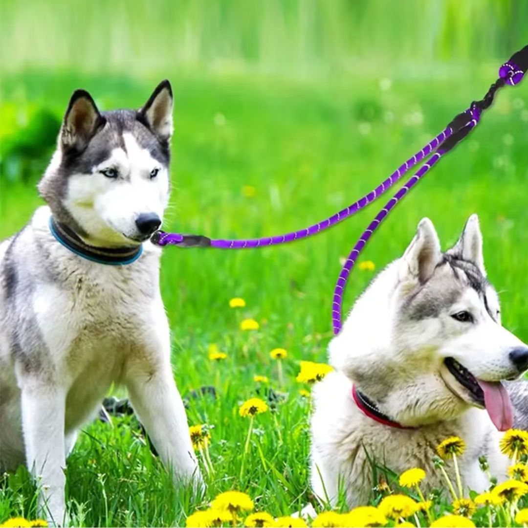 laisses-pour-chien-dimitri-bleu-deux-chien