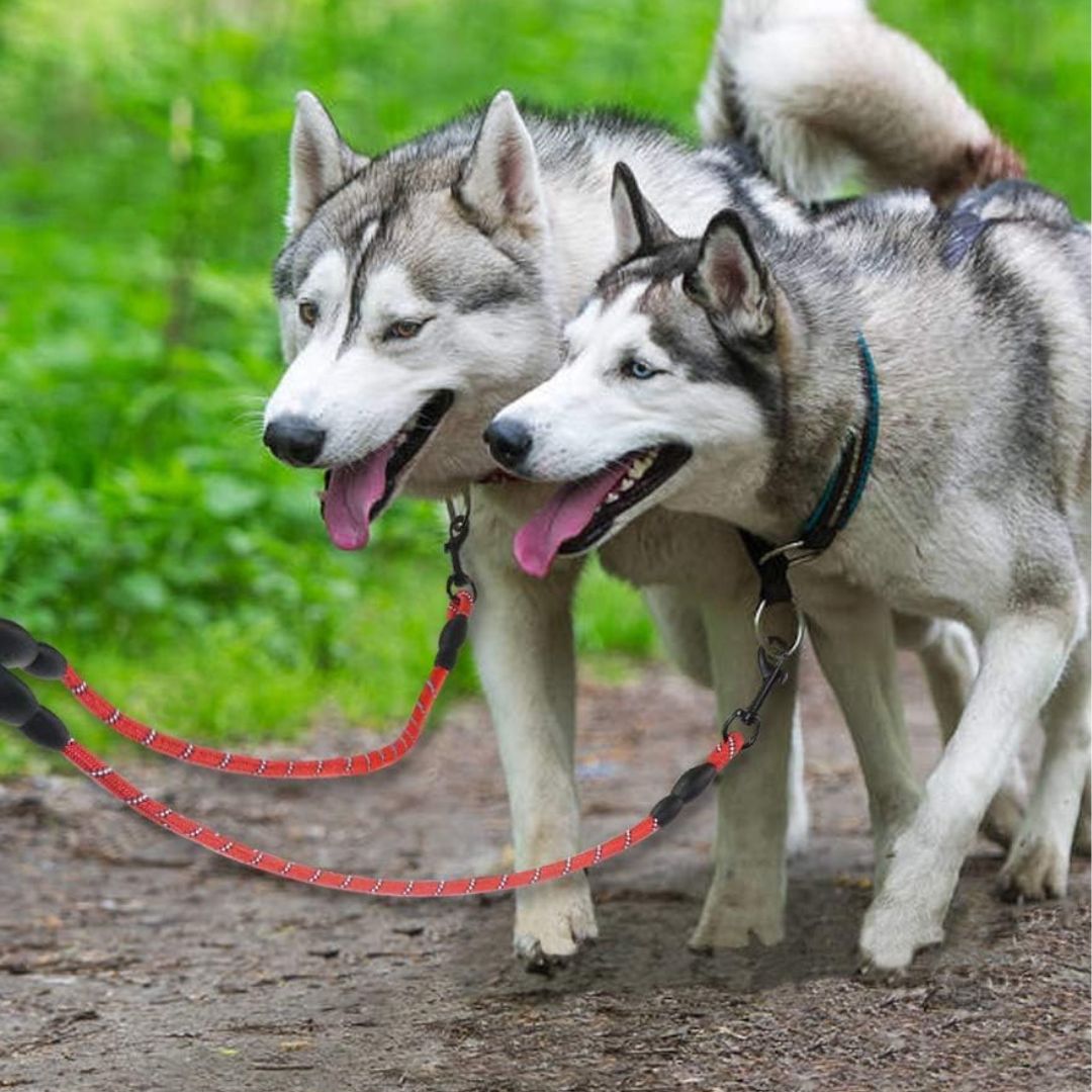 laisses-pour-chien-dimitri-deux-orange-chien