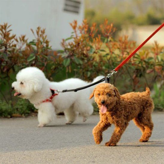 laisses-pour-chien-dimitri-deux-vert-chien