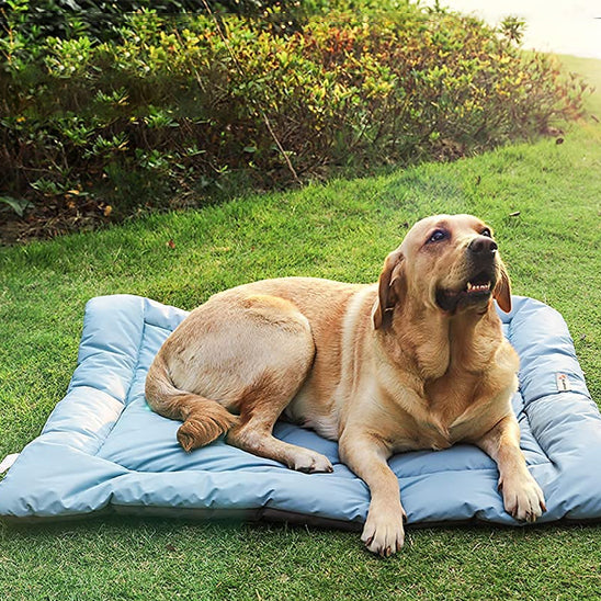 lit-de-camp-pour-chien-bedcamp-bleu-brun-allonger-chien