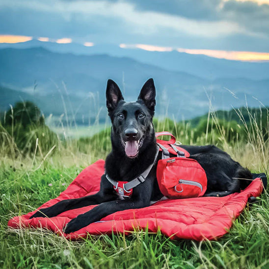 lit-de-camp-pour-chien-bedcamp-noir-allonger-rouge-chien