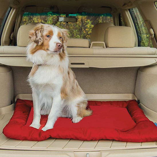 lit-de-camp-pour-chien-bedcamp-rouge-assis-blanc-chien