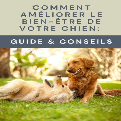 Livre numérique comment améliorer le bien être de votre chien guide conseils