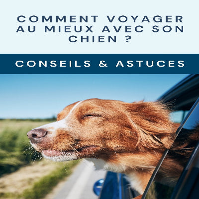 Livre numerique comment voyager mieux avec son chien conseils astuces