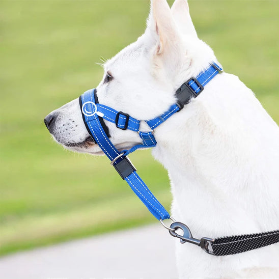 museliere-cancan-assis-bleu-blanc-chien