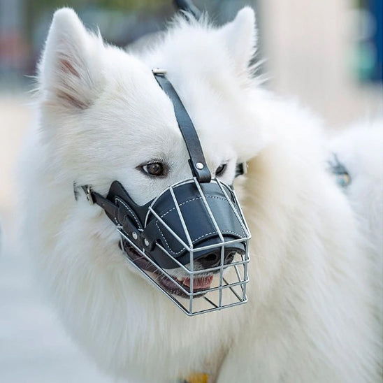 museliere-canfor-blanc-noir-debout-chien
