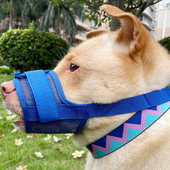 museliere-pour-chien-muznine-bleu-assis-chien