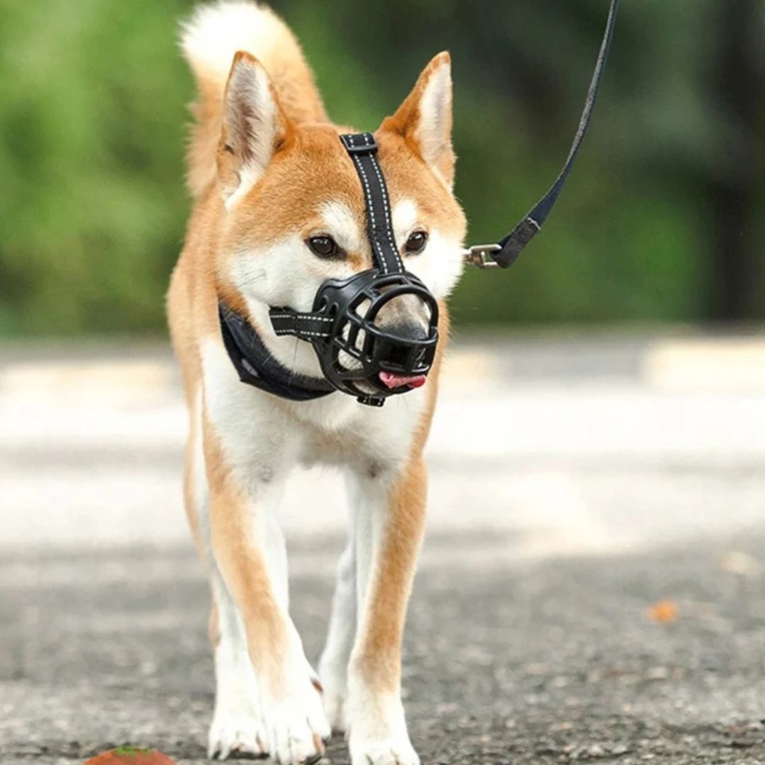 museliere-pour-chien-muzyour-marche-brun-chien