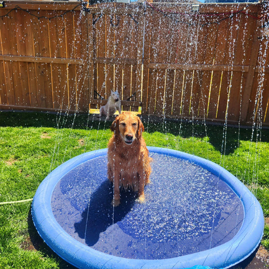 piscine-pour-chien-pooldog-brun-debout-jouets-eau-chien