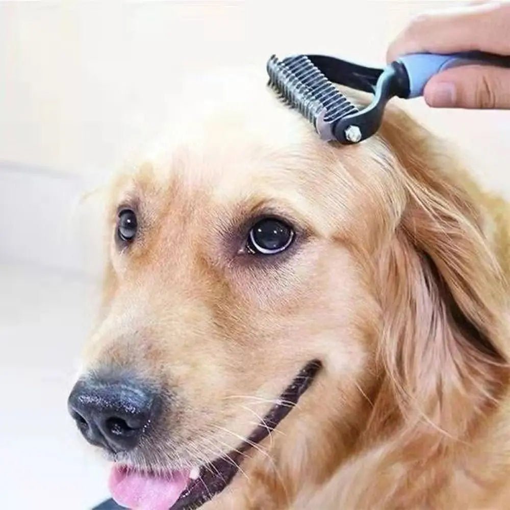 brosse-chien-brush-chien-brosser