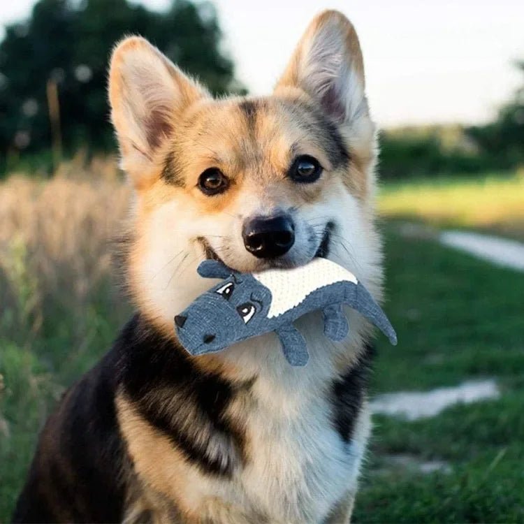 peluche-pour-chien-allipelu-joue-avec-peluches-bleu