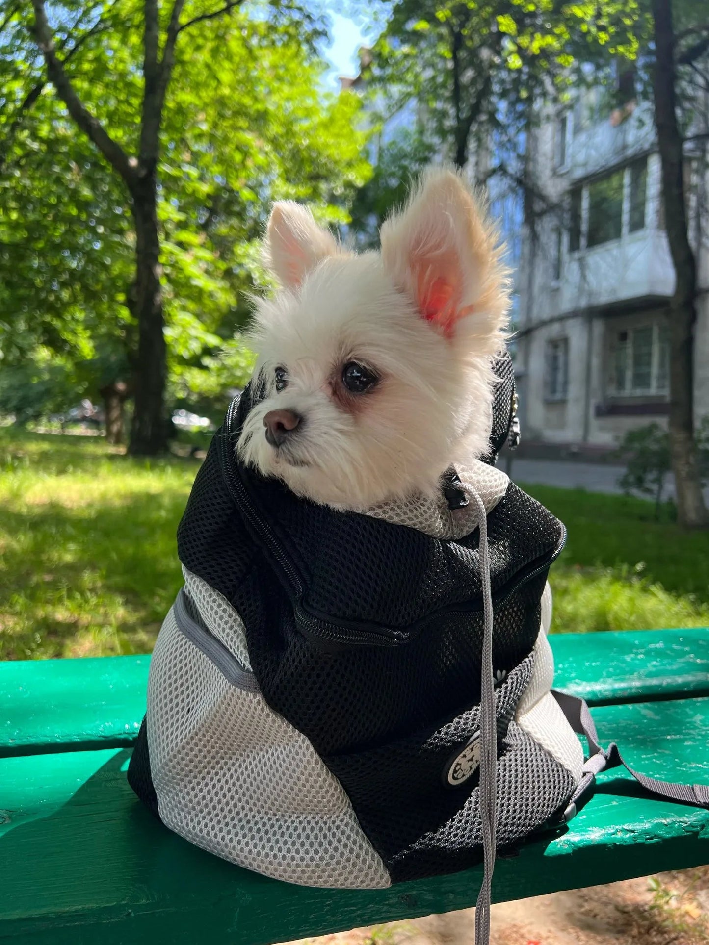 sac-a-dos-chien-backpackdog-sac-noir-chien-blanc
