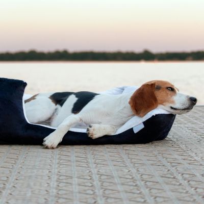 3 Astuces pour Améliorer le Confort de Votre Chien au Quotidien