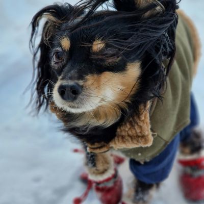 4 façons de prendre soin de son chien quand il fait froid
