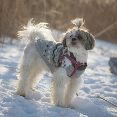 Chiens  4 conseils pour l’hiver