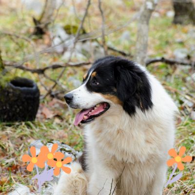 Comment bien éduquer mon chien